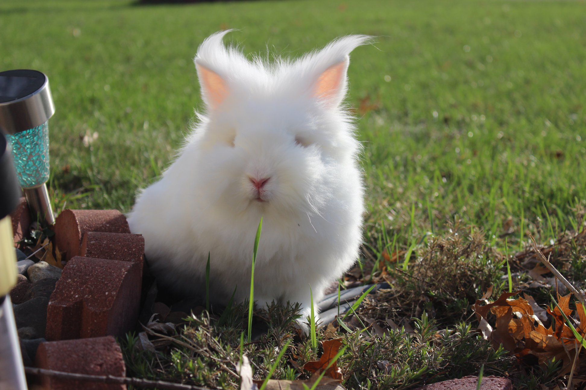 A fluffy white bunny sitting in the grass